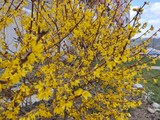 Fototapeta  - Spring tree flowering - Forsythia flower. Slovakia	
