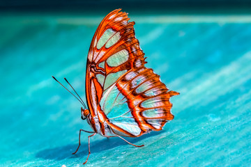  Closeup beautiful butterfly in a summer garden