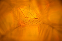 Abstraction Of Dry Autumn Leaves Shot Through The Prism Of A Kaleidoscope.
