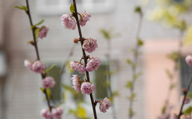 Beautiful small pink flowers on a tree. Light photo. Wallpaper pink flowers. Spring