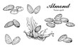 Illustration hand drawn sketch, Set Almond seeds and almond milk, on white background, outline monochrome ink style for artwork, logo, packaging vector eps10.