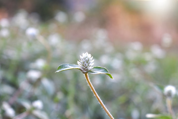 white flower in the garden