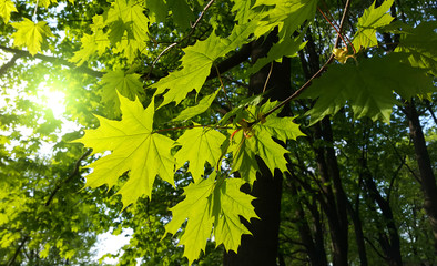 branches with fresh green leaves of maple tree