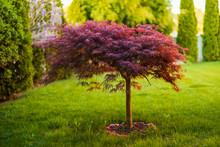 Red Foliage Of The Weeping Laceleaf Japanese Maple Tree (Acer Palmatum) In Garden