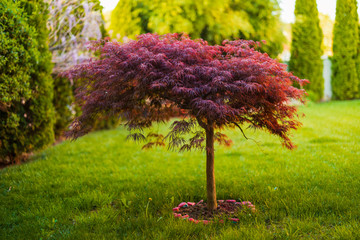 red foliage of the weeping laceleaf japanese maple tree (acer palmatum) in garden