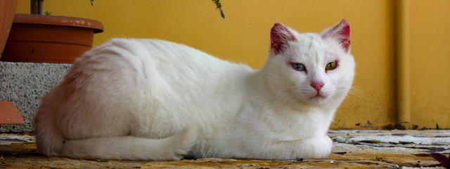 panoramic closeup of a white cat with pink nose and ears and different  coloured eyes blue and green