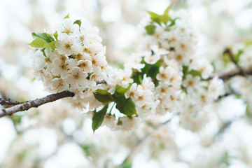 Wall Mural - spring blossom on fruit tree