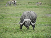 Buffalo Grazing On Grassy Field