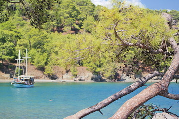 Wall Mural - tree on olympus beach in antalya