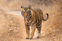 Tiger Walking In Jungle