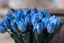 
Blue Tulips Close-up On A Light Background