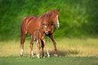 Red mare and foal grazing on spring green  meadow