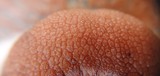 Fototapeta Dmuchawce - close up of a human hand