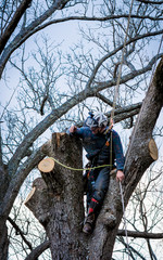 Wall Mural - Worker with chainsaw  and helmet cutting down tree