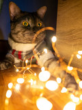 Fototapeta  - Shorthair grey cat wearing sunglasses in plaid shirt with LED light strip