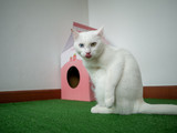 Fototapeta  - odd eye siamese white cat show tongue at front of craft  paper pink pet house on green artificial grass.