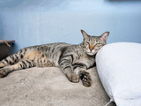 Fototapeta  - Siamese trip tabby cat relax on ground floor