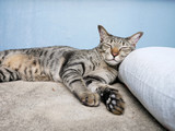 Fototapeta  - Siamese trip tabby cat relax on ground floor