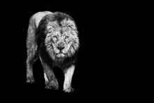 Lion With A Black Background In B&W