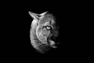 Wall Mural - cougar with a black background in b&w