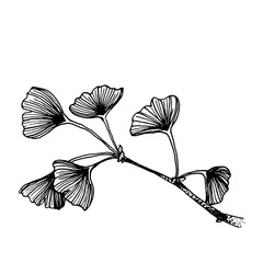 Canvas Print - Ginkgo tree branch with leaves hand drawing. Elegant black and white sketch.