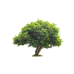 Sticker - Isolated deciduous tree on a white background  with clipping path. Cutout tree for use as a raw material for editing work.