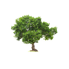 Wall Mural - Isolated deciduous tree on a white background  with clipping path. Cutout tree for use as a raw material for editing work.
