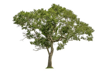 Sticker - Cutout tree for use as a raw material for editing work. isolated beautiful fresh green deciduous almond tree on white background with clipping path.