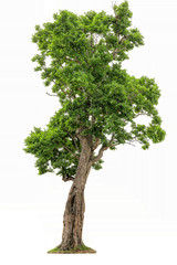 Sticker - Isolated of big almond tree or Thai 's name is grabok on white background with clipping path. Cutout tree for use as a raw material for editing work.