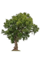Wall Mural - Isolated deciduous small tree on a white background  with clipping path. Cutout tree for use as a raw material for editing work.
