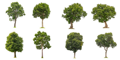 Wall Mural - isolated of collection beautiful fresh green deciduous trees on white background with clipping path.