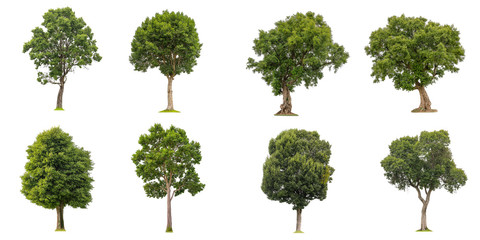 Canvas Print - isolated of collection beautiful fresh green deciduous trees on white background with clipping path.