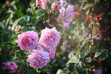 pink rose bush