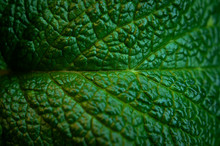 Green Fresh Leaves Of Mint, Lemon Balm Close-up Macro Shot. Mint Leaf Texture. Ecology Natural Layout. Mint Leaves Pattern, Spearmint Herbs, Peppermint Leaves, Nature Background