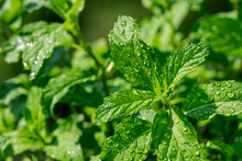Close-up Of Wet Green Leaves Of Peppermint (Mentha X Piperita Swiss) Hybrid Mint, Cross Between Watermint And Spearmint