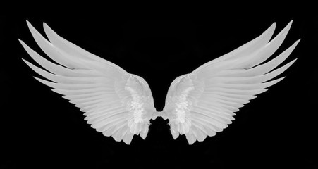 Wall Mural - white wing isolated on black background.