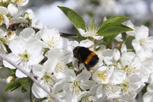 White Cherry Flowers On A Branch In Spring With A Bee Or Bumblebee