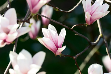 Poster - Magnolia flowers on dark background