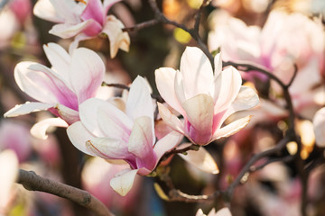 Wall Mural - Beautiful magnolia flowers