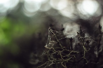 spiderweb