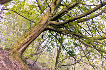 boggart hole clough 3