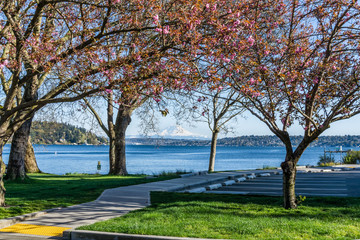 seward park spring trees 2