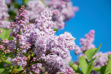 violet lilac and blue sky in the spring