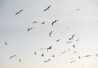 flock of seagulls on sky background