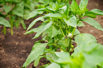 Wall Mural - Growing pepper on agricultural field. The stem of the plant with flowers and fruits of sweet pepper. Paprika.