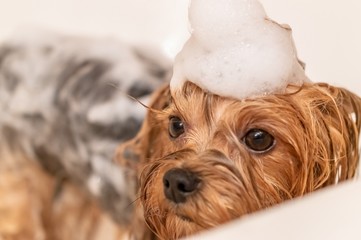  Yorkshire terrier dog bathes in the bath