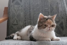 A Small Kitty Lies In An Armchair And Looks Straight Ahead With Eyes Wide Open. This Is The Exotic Cat Breed. It Is Similar To A Persian Cat, But Has Short Hair.