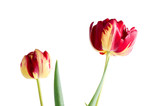 Fototapeta Tulipany - Elegant red-orange tulip on a background of green leaves. Bright red-yellow tulip bud. Floral Greeting Card. One beautiful tulip.