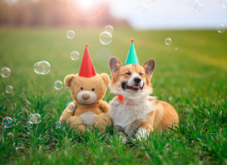 Wall Mural - portrait of a cute Corgi dog puppy and a toy bear in holiday hats sitting on the green grass among flying soap bubbles