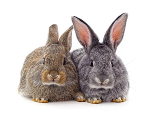 Wall Mural - Two gray rabbits.